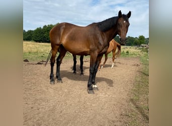 Caballo de Holstein, Yegua, 14 años, 172 cm, Castaño oscuro