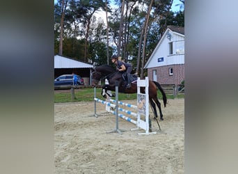 Caballo de Holstein, Yegua, 14 años, 173 cm, Castaño