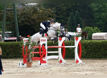 Caballo de Holstein, Yegua, 14 años, 173 cm, Tordo