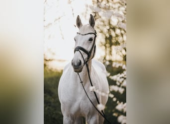 Caballo de Holstein, Yegua, 14 años, 173 cm, Tordo