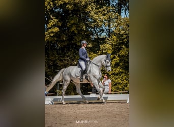 Caballo de Holstein, Yegua, 14 años, 173 cm, Tordo