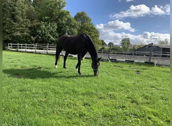 Caballo de Holstein, Yegua, 14 años, 174 cm, Castaño