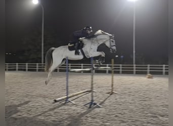 Caballo de Holstein, Yegua, 14 años, 180 cm, Tordo picazo