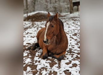 Caballo de Holstein, Yegua, 15 años, 165 cm, Castaño