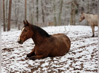 Caballo de Holstein, Yegua, 15 años, 165 cm, Castaño