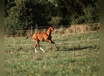 Caballo de Holstein, Yegua, 15 años, 165 cm, Castaño oscuro