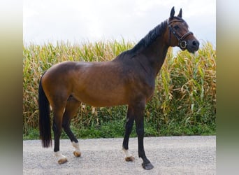 Caballo de Holstein, Yegua, 15 años, 166 cm, Castaño