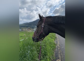 Caballo de Holstein, Yegua, 15 años, 168 cm, Negro