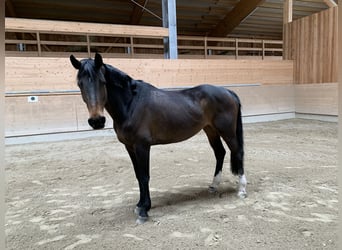 Caballo de Holstein, Yegua, 15 años, 168 cm, Negro