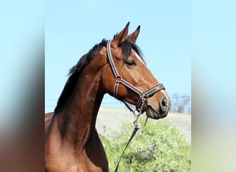 Caballo de Holstein, Yegua, 15 años, 169 cm, Castaño