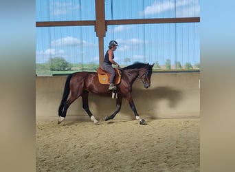 Caballo de Holstein, Yegua, 15 años, 170 cm, Castaño