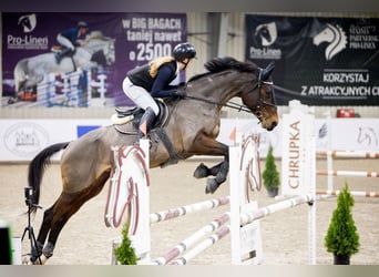 Caballo de Holstein, Yegua, 15 años, 171 cm, Castaño oscuro