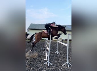 Caballo de Holstein, Yegua, 15 años, 171 cm, Castaño oscuro