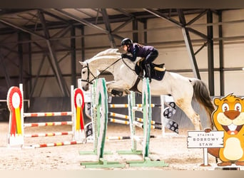 Caballo de Holstein, Yegua, 15 años, 180 cm, Tordo picazo