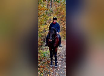 Caballo de Holstein, Yegua, 15 años, Castaño