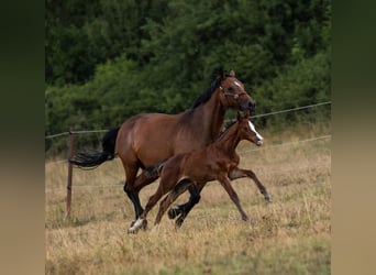 Caballo de Holstein, Yegua, 16 años, 164 cm, Castaño