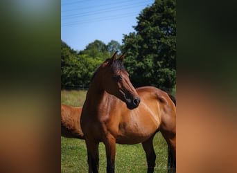 Caballo de Holstein, Yegua, 16 años, 165 cm, Castaño