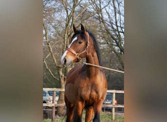 Caballo de Holstein, Yegua, 16 años, 165 cm, Castaño