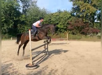 Caballo de Holstein, Yegua, 16 años, 165 cm, Castaño oscuro