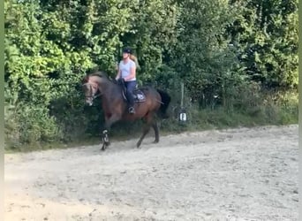 Caballo de Holstein, Yegua, 16 años, 165 cm, Castaño oscuro