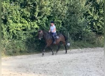 Caballo de Holstein, Yegua, 16 años, 165 cm, Castaño oscuro