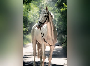 Caballo de Holstein, Yegua, 16 años, 165 cm, Tordo