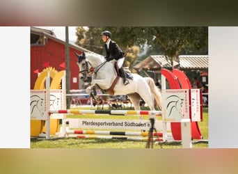 Caballo de Holstein, Yegua, 16 años, 165 cm, Tordo