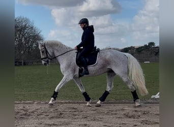 Caballo de Holstein, Yegua, 16 años, 168 cm, Tordo picazo