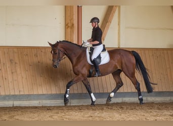 Caballo de Holstein, Yegua, 16 años, 169 cm, Castaño