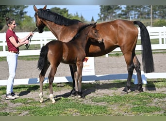 Caballo de Holstein, Yegua, 16 años, 169 cm, Castaño