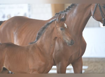 Caballo de Holstein, Yegua, 16 años, 169 cm, Castaño