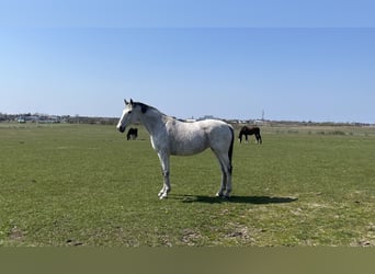 Caballo de Holstein, Yegua, 16 años, 170 cm, Tordo rodado