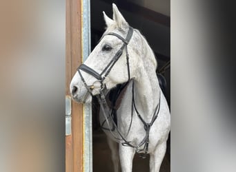 Caballo de Holstein, Yegua, 16 años, 171 cm