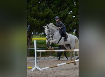 Caballo de Holstein, Yegua, 16 años, 171 cm, Tordo
