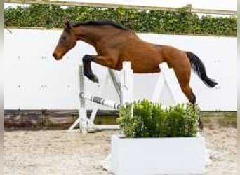 Caballo de Holstein, Yegua, 17 años, 160 cm, Castaño