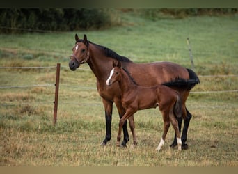 Caballo de Holstein, Yegua, 17 años, 164 cm, Castaño