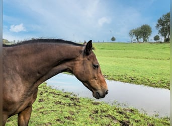 Caballo de Holstein, Yegua, 17 años, 165 cm, Castaño