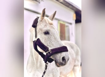 Caballo de Holstein, Yegua, 17 años, 165 cm, Tordo picazo