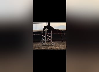 Caballo de Holstein, Yegua, 17 años, 166 cm, Castaño