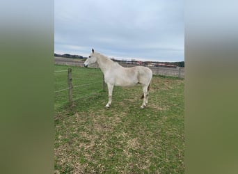 Caballo de Holstein, Yegua, 17 años, 167 cm, Tordo