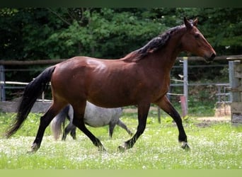 Caballo de Holstein, Yegua, 17 años, 168 cm, Castaño