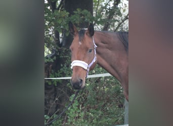 Caballo de Holstein, Yegua, 17 años, 168 cm, Castaño