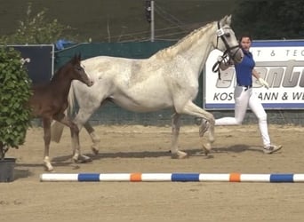 Caballo de Holstein, Yegua, 17 años, 169 cm, Tordo