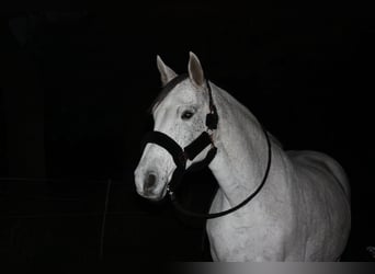 Caballo de Holstein, Yegua, 17 años, 170 cm, Tordo