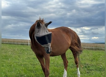 Caballo de Holstein, Yegua, 18 años, 162 cm, Alazán