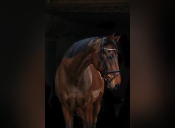 Caballo de Holstein, Yegua, 18 años, 164 cm, Castaño