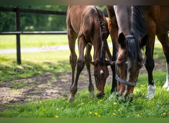 Caballo de Holstein, Yegua, 18 años, 166 cm, Castaño