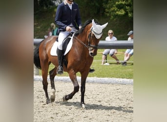 Caballo de Holstein, Yegua, 18 años, 168 cm, Castaño