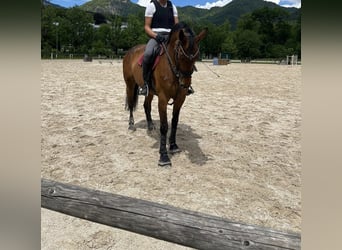 Caballo de Holstein, Yegua, 18 años, 168 cm, Castaño