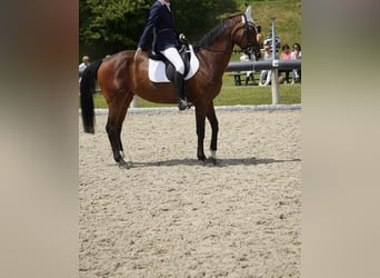 Caballo de Holstein, Yegua, 18 años, 168 cm, Castaño